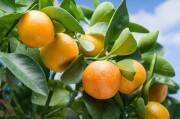 柑橘種植技術(shù)及主要病蟲(chóng)害_柑橘的白蟲(chóng)病怎么治療 柑橘種植技術(shù)及主要病蟲(chóng)害_柑橘的白蟲(chóng)病怎么治療