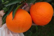 愛媛縣柑橘種植技術(shù)_種愛媛38和沃柑哪個(gè)品種更有前途