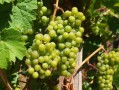 日本柑橘最新樹形栽培技術(shù)解析與高效種植應(yīng)用前景