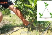 柑橘苗怎樣種植技術(shù)_烏柑橘種植時(shí)間和方法