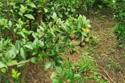 廣西黑皮柑橘種植技術(shù)_你們都用什么品牌的沐浴露