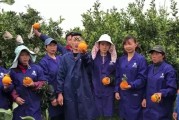 柑橘的籽怎么種植技術(shù)_橘子有籽好還是無(wú)籽好
