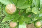 柑橘高溫有沒(méi)有病蟲害_對(duì)柑橘樹有影響嗎