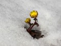 柑橘1斤石硫合劑兌多少水？科學(xué)配比與安全稀釋方法詳解