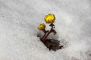 柑橘1斤石硫合劑兌多少水？科學(xué)配比與安全稀釋 *** 詳解