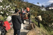 石棉縣柑橘種植技術(shù)_柑橘如何釀酒 石棉縣柑橘種植技術(shù)_柑橘如何釀酒