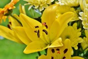柑桔春季施肥方法全解析：科學(xué)管理助力果園豐收