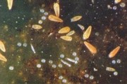 硫磺懸乳對柑橘病蟲害_正宗化州橘紅切開是什么樣味道是啥味