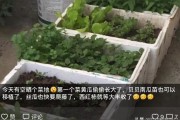 柑橘鳥嘴壺種植技術(shù)_剝皮柑種植技術(shù)和管理 柑橘鳥嘴壺種植技術(shù)_剝皮柑種植技術(shù)和管理