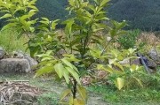 柑橘生物期及病蟲害防治_橘柚青果怎么辦
