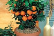 柑橘庭院種植方法和技術(shù)_院子南邊可以栽幾棵樹