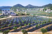 農(nóng)業(yè)科技柑橘種植技術(shù)_柑橘如何調(diào)節(jié)碳氮比