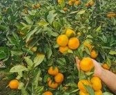 成柑橘滴灌售價多少錢（柑橘樹滴灌系統(tǒng)）