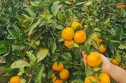 柳宗元與柳州城西北隅種柑樹(shù)的唐代農(nóng)業(yè)文化考