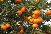柑橘的種植技術(shù)和時間_常陰沙農(nóng)場橘子什么時間采最好 柑橘的種植技術(shù)和時間_常陰沙農(nóng)場橘子什么時間采最好