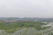 無人機柑橘病蟲害防治_中國農業(yè)未來的發(fā)展模式是什么