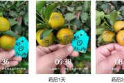 柑橘春季防治哪些病蟲害蟲_柑橘春季嫁接能年前剪砧嗎