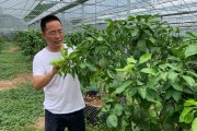 沼液在柑橘種植利用技術(shù)_沼液怎樣直接用作生物有機(jī)肥料呢 沼液在柑橘種植利用技術(shù)_沼液怎樣直接用作生物有機(jī)肥料呢