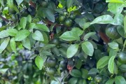 柑橘種植技術(shù)規(guī)程書_農(nóng)村太陽能發(fā)電前景怎么樣