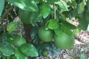 柑橘病蟲害圖片及防治最全_龍眼園為何會(huì)發(fā)生白蛾蠟蟬危害