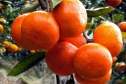 明日旺柑橘種植技術(shù)_未來15天砂糖橘什么價錢 明日旺柑橘種植技術(shù)_未來15天砂糖橘什么價錢