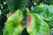 柑橘花前防病蟲害有哪些_柑橘開園和清園的方案