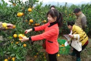 冬天柑橘苗種植技術(shù)_種砂糖橘樹(shù)苗需要什么條件