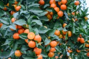 新品種柑橘種植技術(shù)_怎樣才能種好桔樹(shù)