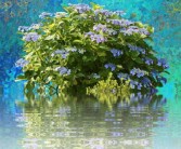 盆栽柑橘樹(shù)苗家庭種植全攻略：選苗技巧與日常養(yǎng)護(hù)指南