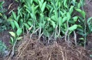 晚熟柑橘移栽種植技術(shù)_甘平柑橘適合四川種植嗎 晚熟柑橘移栽種植技術(shù)_甘平柑橘適合四川種植嗎
