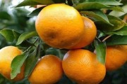 柑橘種植技術(shù)與危害_種植柑橘夏季需注意些什么