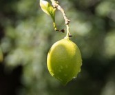 華美七號柑橘含糖多少克（華美7號柑橘苗木）