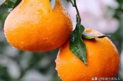 柑橘種植施肥技術(shù)技巧圖解_種植柑橘在施肥過程中需要注意什么