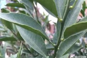柑橘種植花期管理技術(shù)要點(diǎn)_柑橘幾月開花