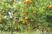 柑橘種植管理施肥技術(shù)_冬季果園如何管理