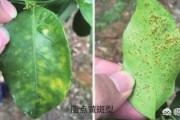 6月柑橘病蟲害防治視頻_柑橘2毛5都賣不出去而傾倒在國(guó)道盤在桂林