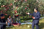 柑橘蓋地膜種植技術(shù)_柑橘苗碎葉病是怎么回事