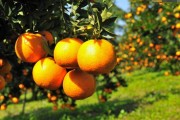 行距6米柑橘種植技術(shù)_耙耙柑樹多高