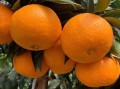 春天嫁接柑橘樹要多久會發(fā)芽呢（嫁接柑橘幾年結果）