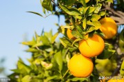 柑橘的種植方法和技術(shù)_柑桔的需肥特點(diǎn)是什么