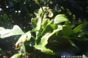 夏季柑橘樹的病蟲害防治_臺(tái)風(fēng)暴雨過后柑橘潰瘍病泛濫