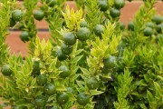 今日頭條柑橘種植技術(shù)_一畝地可以種多少柑橘樹