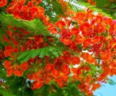 沙糖桔幾月份開(kāi)花結(jié)果（沙糖桔什么時(shí)間開(kāi)花結(jié)果）