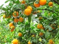 杭州沃柑市場迎來銷售旺季，產(chǎn)地直供助力消費(fèi)熱潮