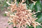 柑橘開花期主要病蟲害_柑橘開花用什么農(nóng)藥可以打掉