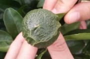 柑橘早春種植技術(shù)_如何做好晚熟柑橘各項(xiàng)管理