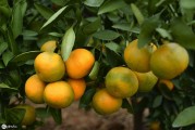 柑橘種植蓋膜除草技術(shù)_甲嘧磺隆除草劑能殺葛藤嗎 柑橘種植蓋膜除草技術(shù)_甲嘧磺隆除草劑能殺葛藤嗎