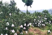 不知火柑橘種植管理技術(shù)_丑八怪柑桔介紹