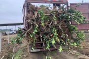 柑橘苗子的種植技術(shù)_柑橘苗移栽后多久生根