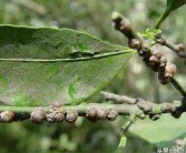 柑橘秋季管理病蟲(chóng)害防治_柑橘嫁接苗的管理如何進(jìn)行